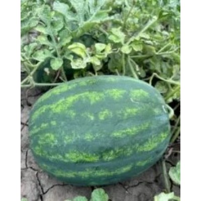 Люмен F1 - семена арбуза, 1000сем., Libra Seeds